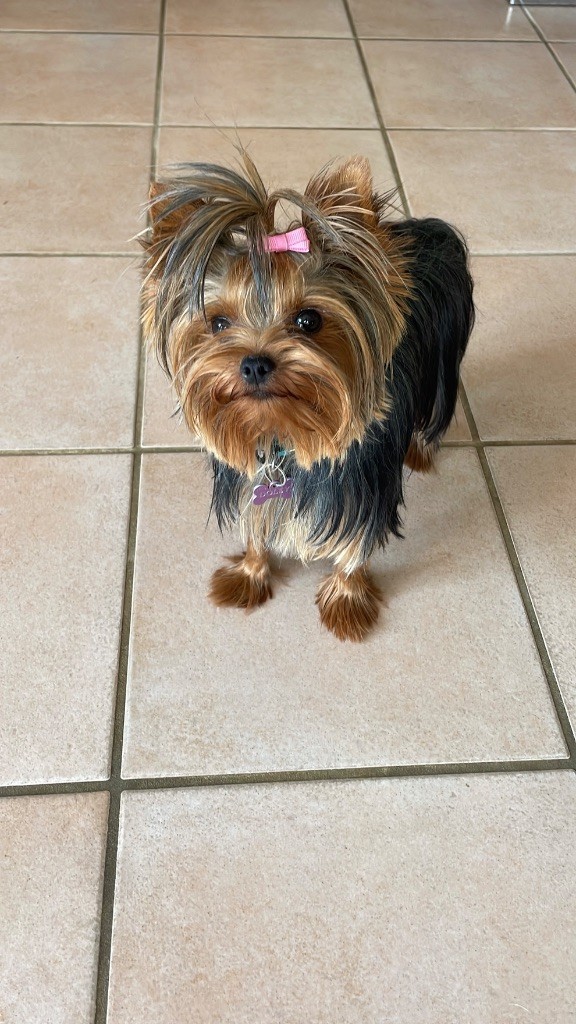 Femelle adulte disponible 